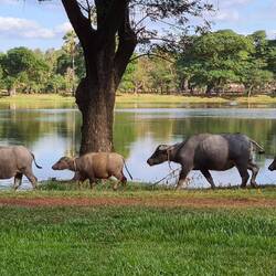 Eine Menge Tiere haben wir gesehen. Auch Schweine und diese Büffel am Graben vor Angkor Wat