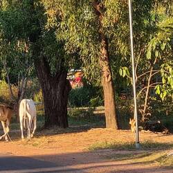 dem Mädchen sind die 2 Kühe ausgebüchst
