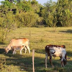 Auf der Rückfahrt sehen wir das ländliche Kambodscha