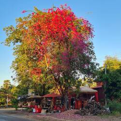 Auch hier leuchten Bouganvillas