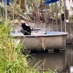 Moderne Variante mit Motor und schwarzer Katze - wird vermutlich deshalb nicht angeboten