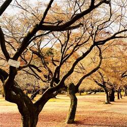 koichikawa botanical garden