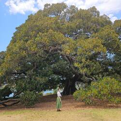 Les arbres sont... Incroyables! Attention aux chutes de branches! (Arrivent inopinément)