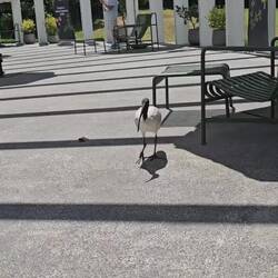 Les ibis sont les "rats" de Sydney qui se servent dans les poubelles... Pas farouches pour un sou