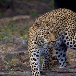 South Luangwa Sambia