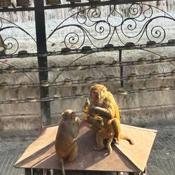 Irgendwie sind sie an eine Banane gekommen und es wird lautstark darum gekämpft.