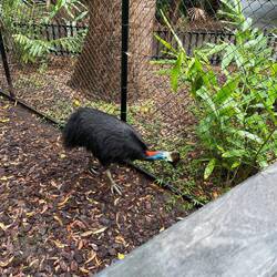 Cassowary