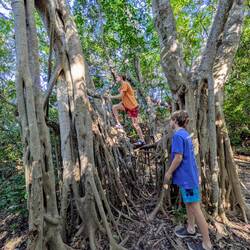 Mangroves are crazy trees.