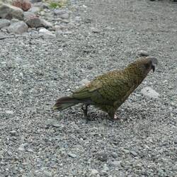 Kea