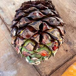 Ein Agavenherz vor dem Kochprozess