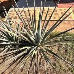 Noch zu klein für Ernte