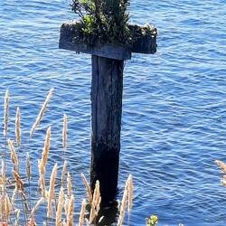 Old Wharf pile