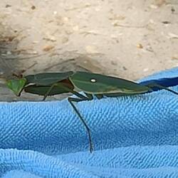Besuch