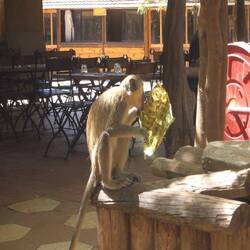 Die Affen sind äußerst frech, lecken sogar die leere Eispackung aus