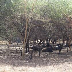 Die Gnuherde macht gerade Siesta
