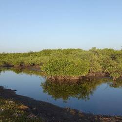 Ein Stück geht es vorbei an schönen, vom WWF gepflanzten Mangrovenwäldern
