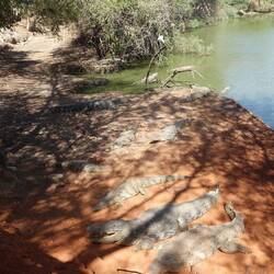 Es gibt Unmengen an Krokodilen - liegt womöglich daran, dass sie vom Restaurant gefüttert werden