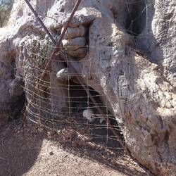 Unter einem Baobabbaum wurde vor einiger Zeit ein Schaf als Opfergabe gelegt