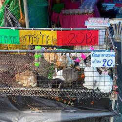 20B sind 0,57€ für einen Hasen