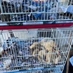 Exotische Tiere im Gefängnis