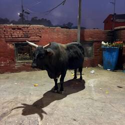 Wie ein Monument am Ausgang der Tempelanlage.