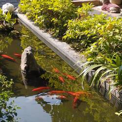 A dog, 2 cats and goldfish live happily together in this courtyard.