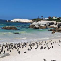Boulders beach and the African penguins.