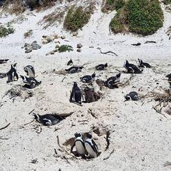 Penguins nesting and looking after their young chicks.