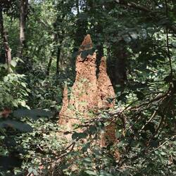 ...und Termitenhügel