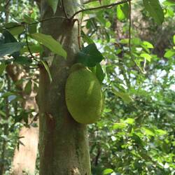 Auf der kleinen Insel gibt es Jackfruchtbäume...