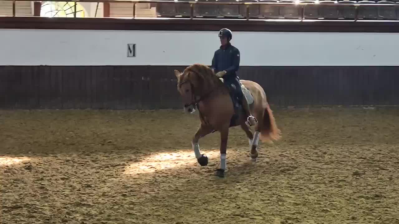 Königliche Reitschule Jerez, Training