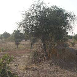 Termitenhügel sieht man oft