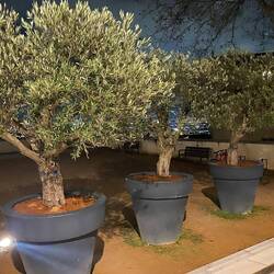 Olive trees