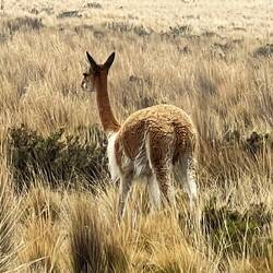 Wildes Vicuna im Hochland