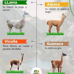 Unterschiede zwischen Lama, Alpaka und Vicuna