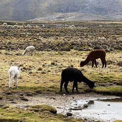 Lamas auf dem Hochland