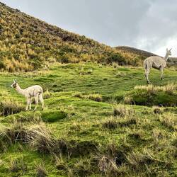 Lama-Mutter mit Nachwuchs