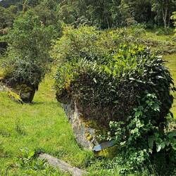 There are seven different plants growing on this rock
