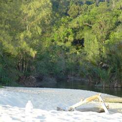 Süsswasserfluss und Fledermäuse auf der Jagd