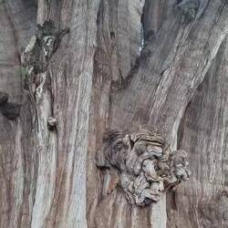 Ein wunderbarer Kratzbaum