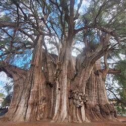 Der dickste Baum der Welt, 14m Durchmesser vom Stamm