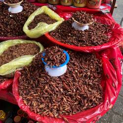 Chapulines - Gegrillte Heuschrecken
