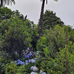 Wild wachsende Hortensien