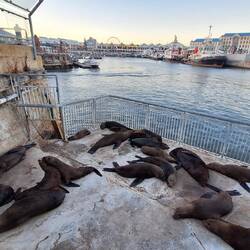 Harbour seals.