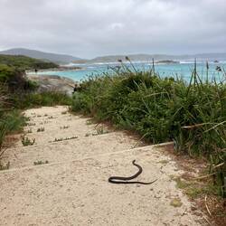 Madfish Bay mit eindeutig sichtbarem Wildlife