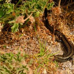 Ein bisschen Wildlife