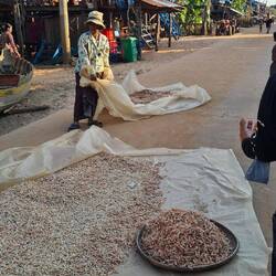 gefangene Shrimps trocknen