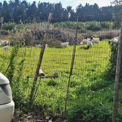 Schafe 🐏🐑 mit sehr langen Ohren auf dem Nachbargrundstück