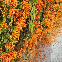 Blumen am Wegrand