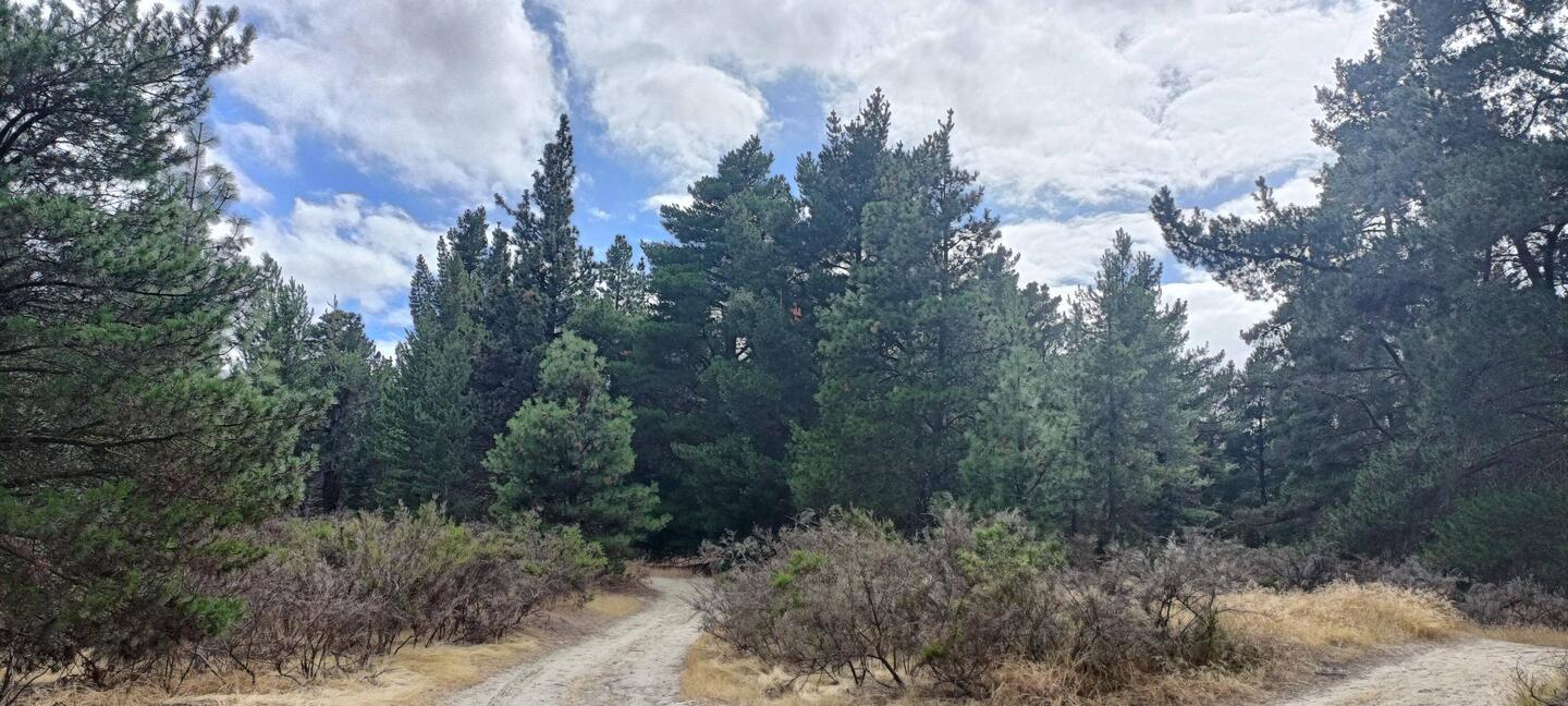 La petite forêt au départ du camping